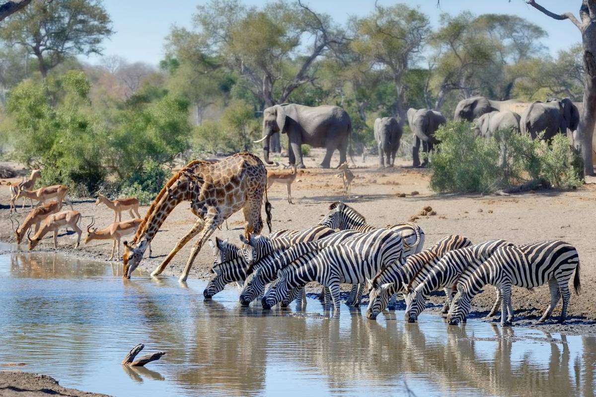 kruger